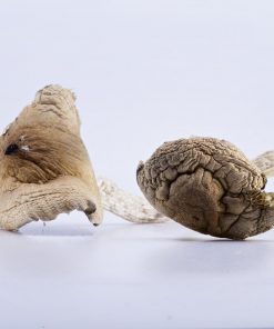 Golden Teacher